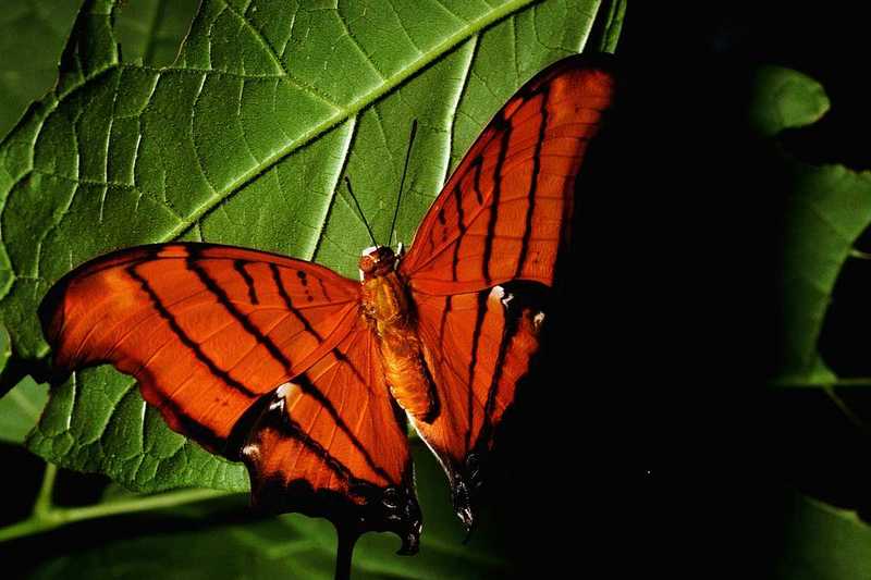 Ruddy Daggerwing Butterfly (Marpesia petreus) {!--네발나비과-->; DISPLAY FULL IMAGE.