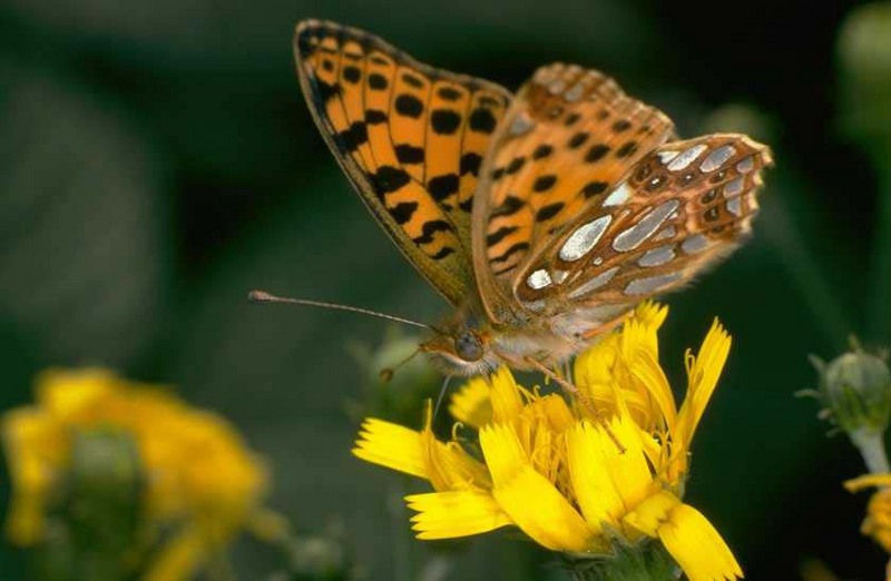 Fritillary Butterfly (Nymphalidae) {!--네발나비과-->; DISPLAY FULL IMAGE.