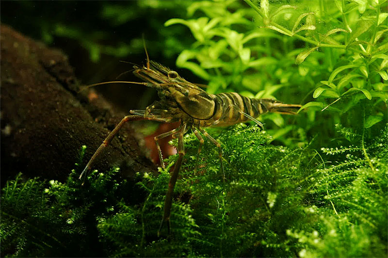 징거미새우 Macrobrachium nipponense (Oriental river shrimp); DISPLAY FULL IMAGE.