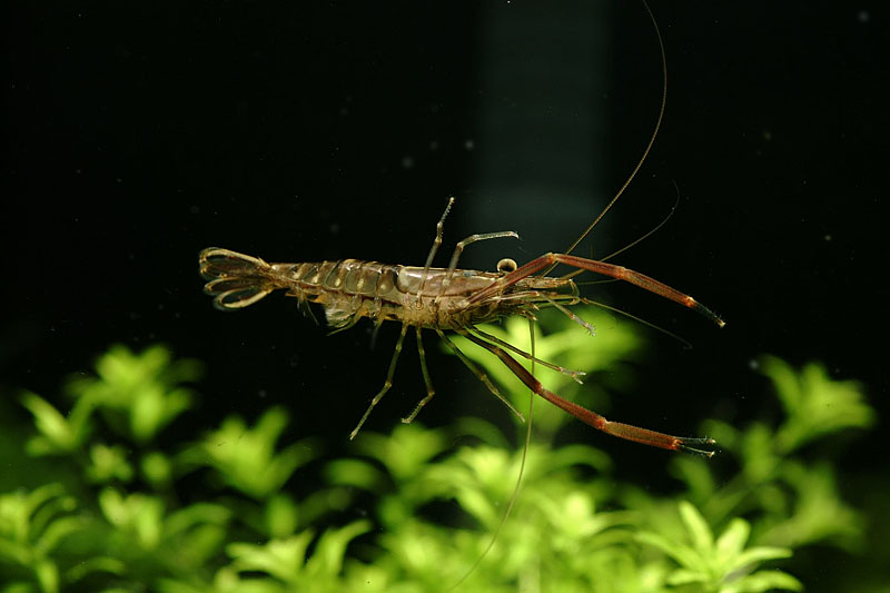 징거미새우 Macrobrachium nipponense (Oriental river shrimp); DISPLAY FULL IMAGE.