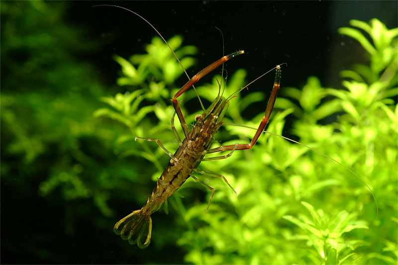 징거미새우 Macrobrachium nipponense (Oriental river shrimp); DISPLAY FULL IMAGE.