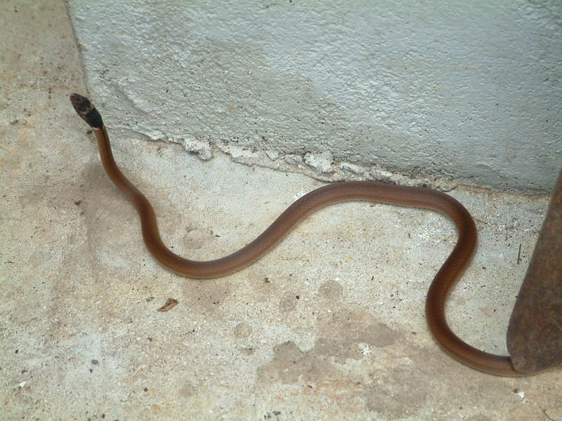 비바리뱀 Sibynophis collaris (Black-headed Snake); DISPLAY FULL IMAGE.