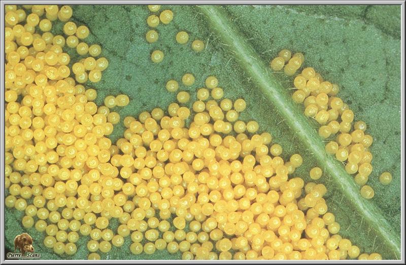 Marsh Fritillary Butterfly (Euphydryas aurinia) eggs {!--금빛어리표범나비(알)-->; DISPLAY FULL IMAGE.