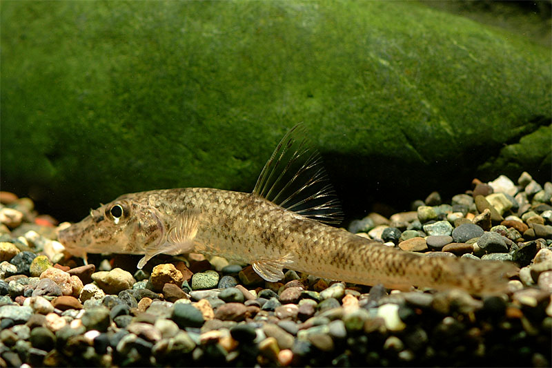 모래무지 Pseudogobio esocinus (Goby Minnow); DISPLAY FULL IMAGE.