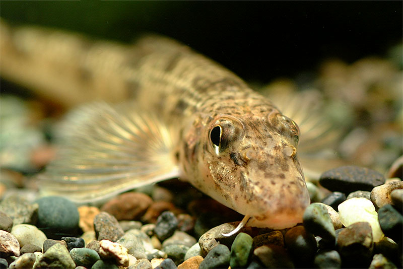 모래무지 Pseudogobio esocinus (Goby Minnow); DISPLAY FULL IMAGE.