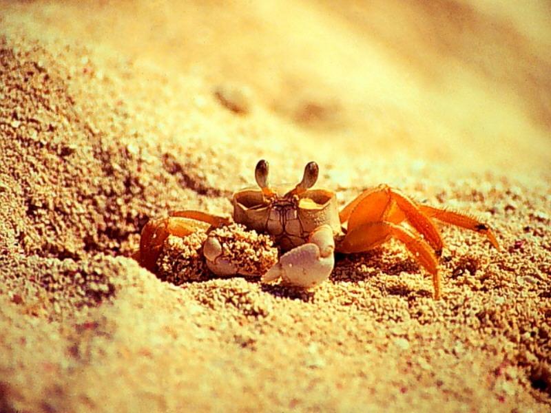 Ghost Crab (Ocypode quadrata) {!--대서양달랑게-->; DISPLAY FULL IMAGE.