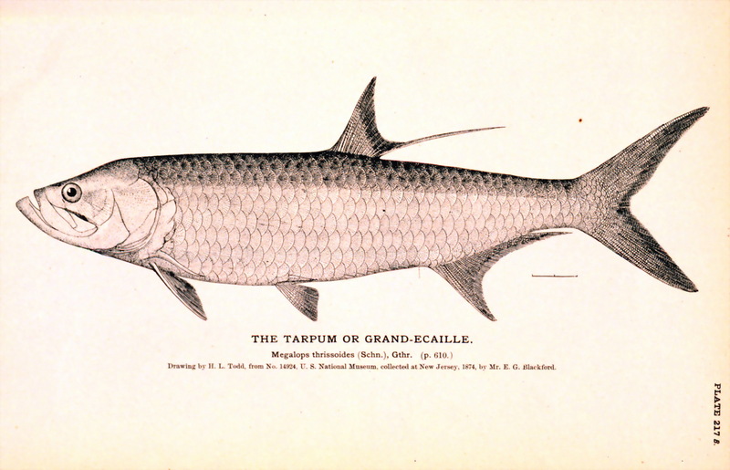 Atlantic Tarpon (Megalops atlanticus) {!--대서양풀잉어-->; DISPLAY FULL IMAGE.