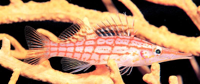 Longnose Hawkfish (Oxycirrhites typus) {!--그물가시돔-->; DISPLAY FULL IMAGE.