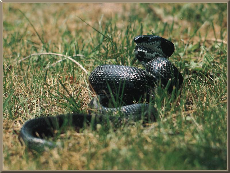 Black Rat Snake (Elaphe obsoleta obsoleta) {!--북아메리카검정구렁이-->; DISPLAY FULL IMAGE.