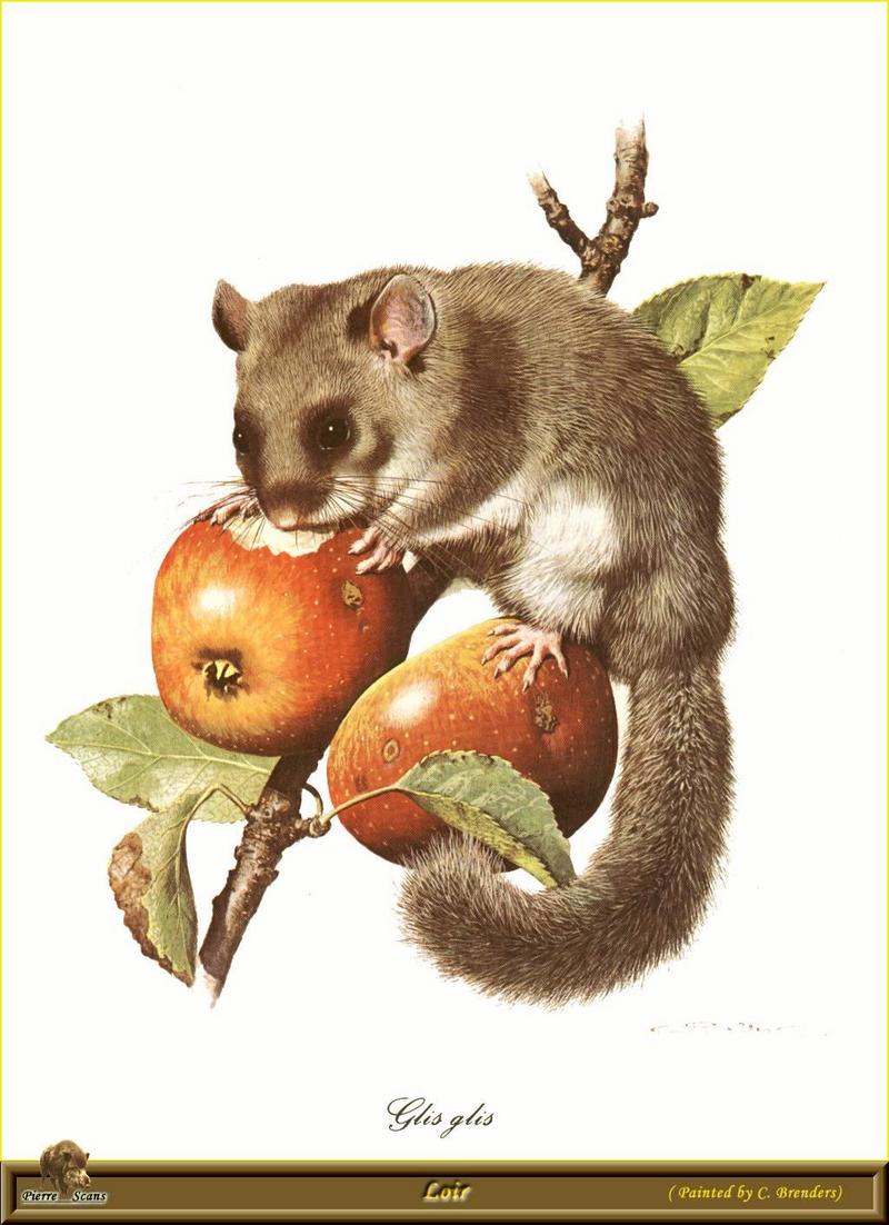 Fat Dormouse (Myoxus glis) {!--큰동면쥐-->; DISPLAY FULL IMAGE.
