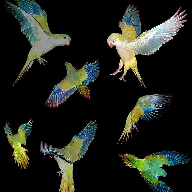 Monk Parakeet / Quaker Parrot (Myiopsitta monachus) {!--까치집앵무(남아메리카)-->; DISPLAY FULL IMAGE.