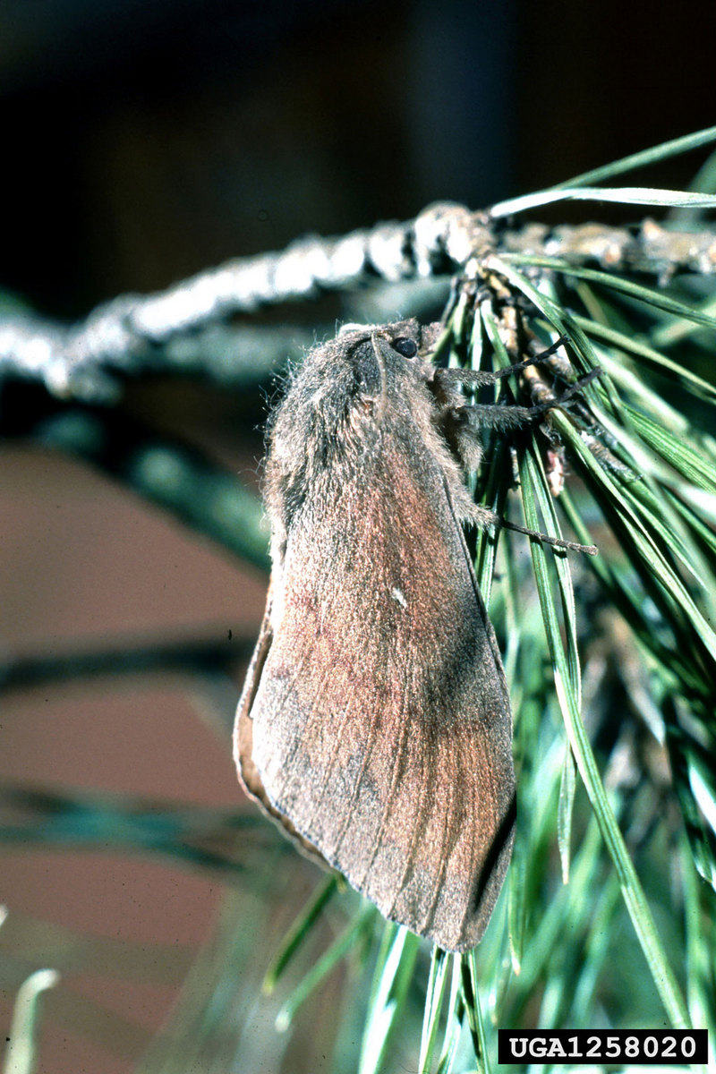European Pine Moth (Dendrolimus pini) {!--유럽솔나방-->; DISPLAY FULL IMAGE.