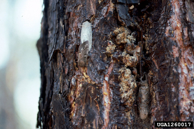 European Pine Moth (Dendrolimus pini) {!--유럽솔나방-->; DISPLAY FULL IMAGE.