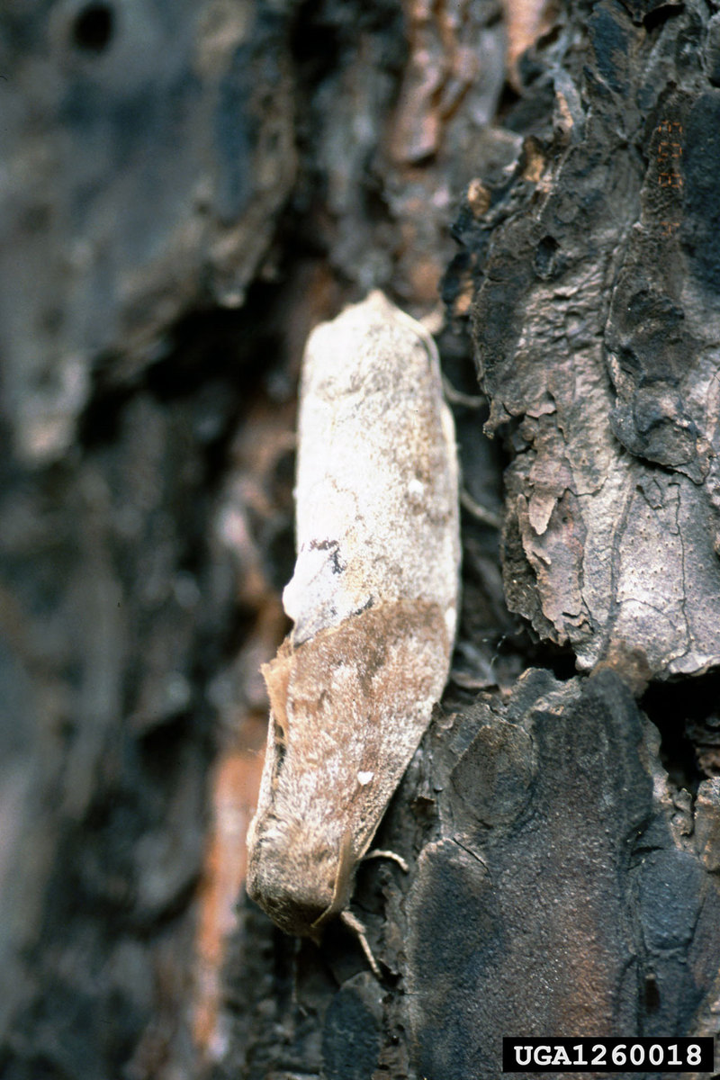 European Pine Moth (Dendrolimus pini) {!--유럽솔나방-->; DISPLAY FULL IMAGE.
