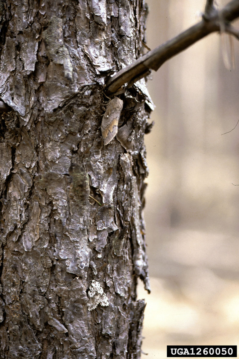 European Pine Moth (Dendrolimus pini) {!--유럽솔나방-->; DISPLAY FULL IMAGE.