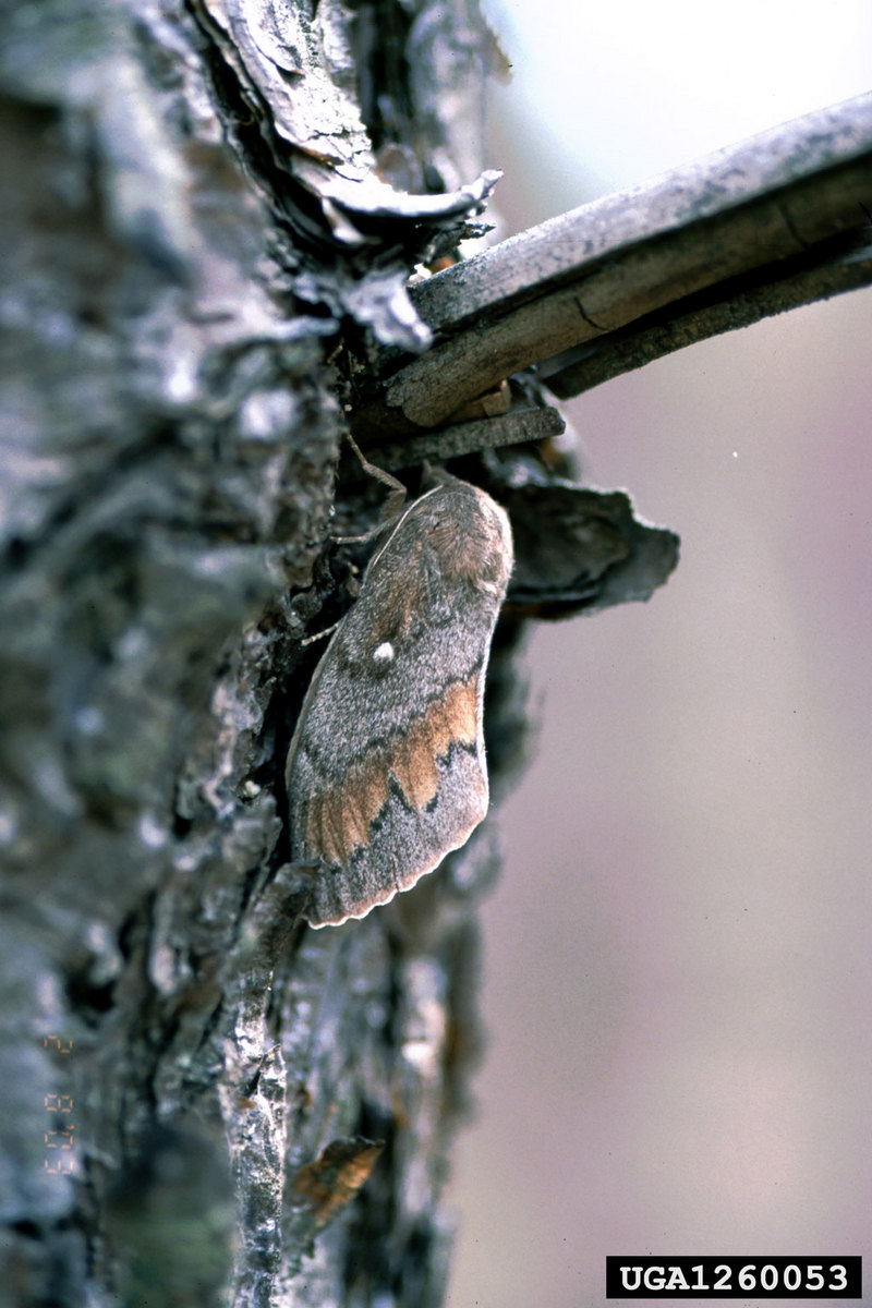 European Pine Moth (Dendrolimus pini) {!--유럽솔나방-->; DISPLAY FULL IMAGE.