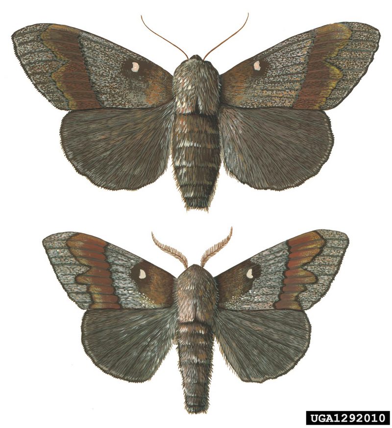 European Pine Moth (Dendrolimus pini) {!--유럽솔나방-->; DISPLAY FULL IMAGE.