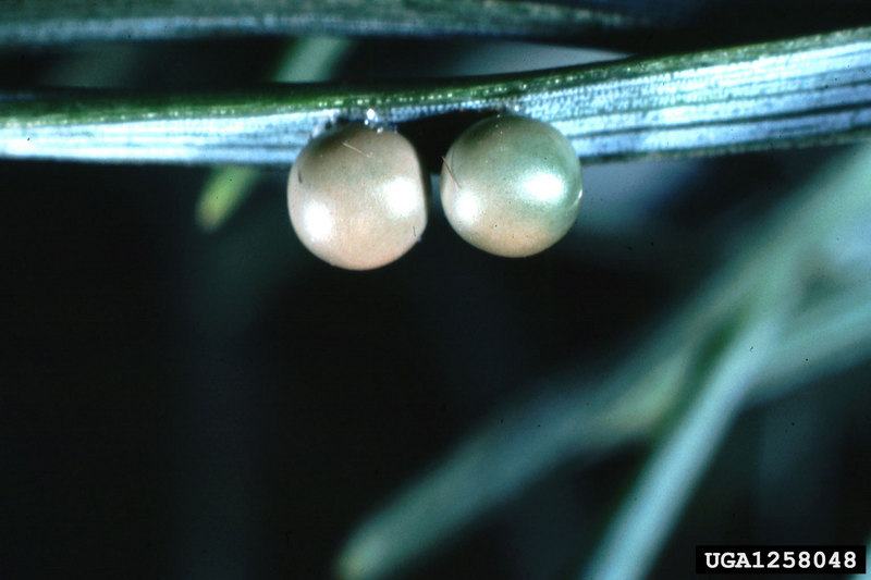 European Pine Moth (Dendrolimus pini) eggs {!--유럽솔나방 알-->; DISPLAY FULL IMAGE.