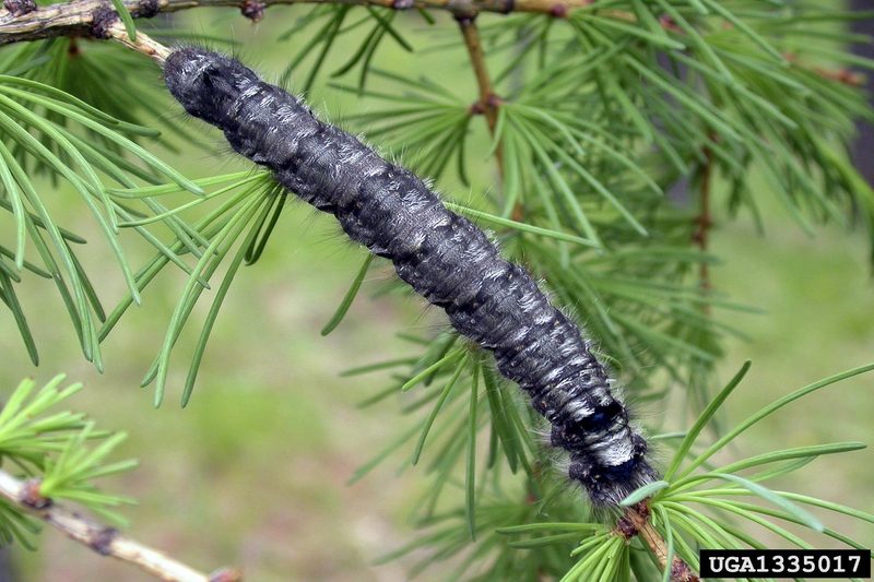 Siberian Silk Moth (Dendrolimus superans) larva {!--솔송나방 애벌레-->; DISPLAY FULL IMAGE.