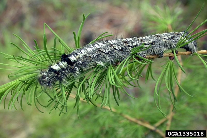 Siberian Silk Moth (Dendrolimus superans) larva {!--솔송나방 애벌레-->; DISPLAY FULL IMAGE.