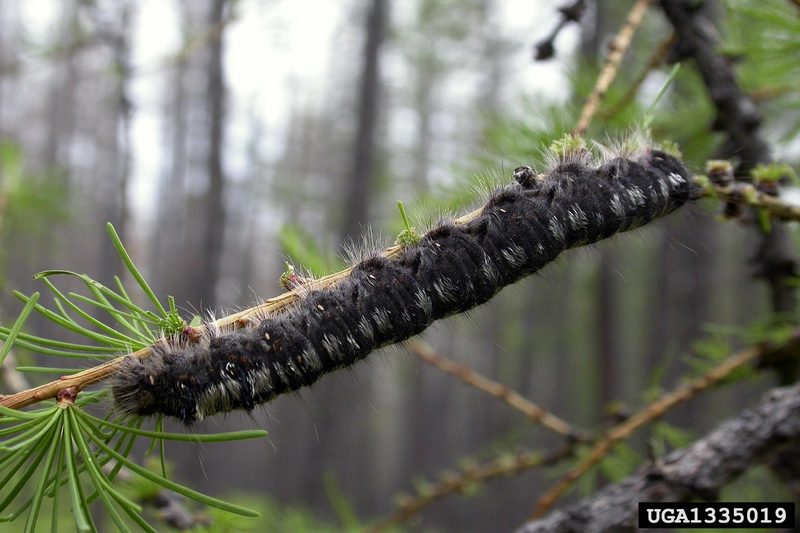 Siberian Silk Moth (Dendrolimus superans) larva {!--솔송나방 애벌레-->; DISPLAY FULL IMAGE.