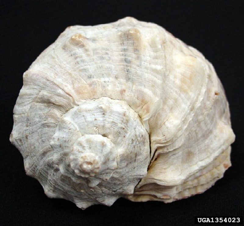 Veined Rapa Whelk (Rapana venosa) {!--피뿔고둥-->; DISPLAY FULL IMAGE.