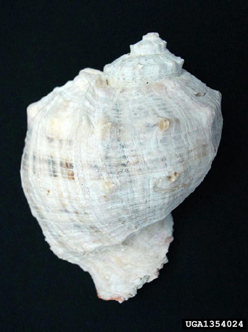 Veined Rapa Whelk (Rapana venosa) {!--피뿔고둥-->; DISPLAY FULL IMAGE.