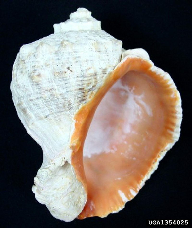 Veined Rapa Whelk (Rapana venosa) {!--피뿔고둥-->; DISPLAY FULL IMAGE.