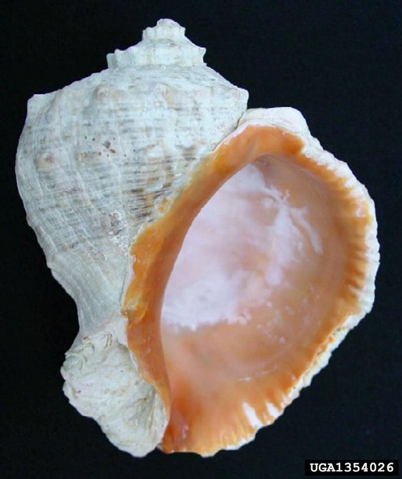 Veined Rapa Whelk (Rapana venosa) {!--피뿔고둥-->; DISPLAY FULL IMAGE.