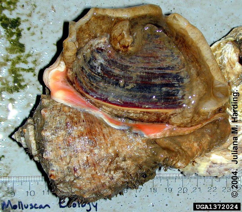 Veined Rapa Whelk (Rapana venosa) {!--피뿔고둥-->; DISPLAY FULL IMAGE.