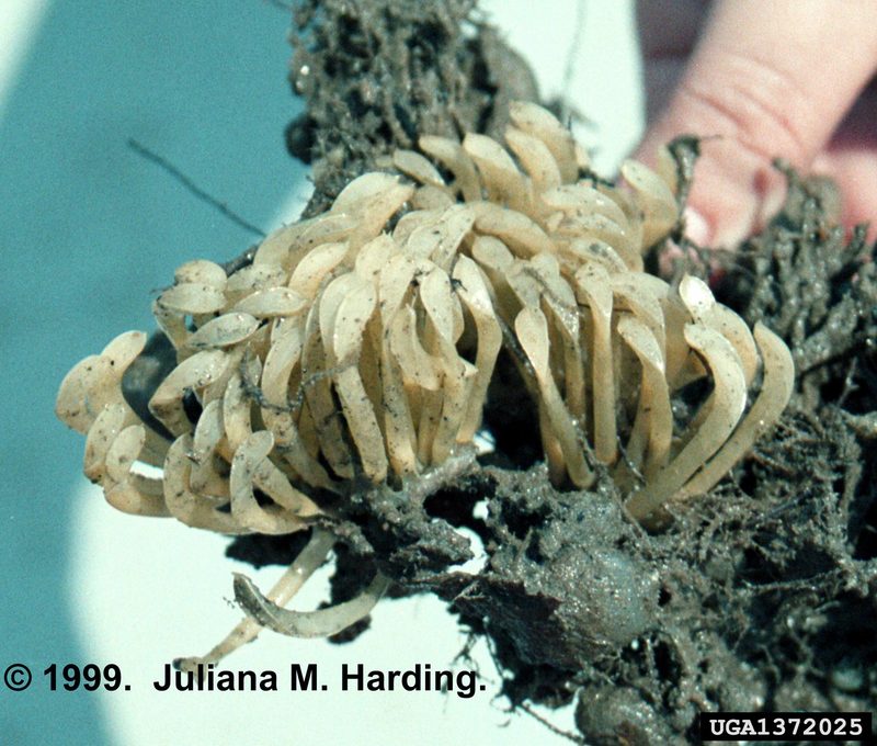 Veined Rapa Whelk (Rapana venosa) eggs {!--피뿔고둥 알-->; DISPLAY FULL IMAGE.