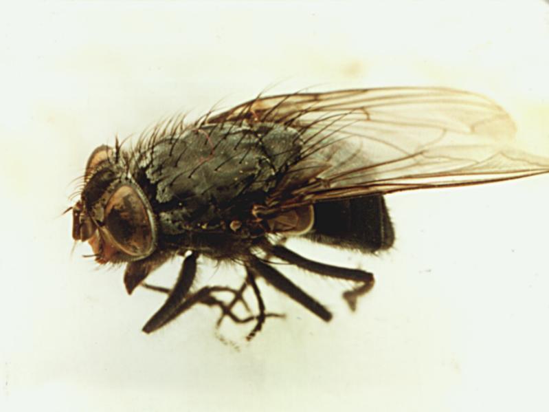 House Fly (Musca domestica) {!--집파리-->; DISPLAY FULL IMAGE.