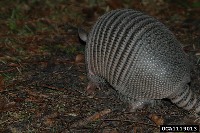 Nine-banded Armadillo (Dasypus novemcinctus) {!--아홉띠아르마딜로-->; DISPLAY FULL IMAGE.