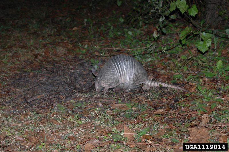 Nine-banded Armadillo (Dasypus novemcinctus) {!--아홉띠아르마딜로-->; DISPLAY FULL IMAGE.