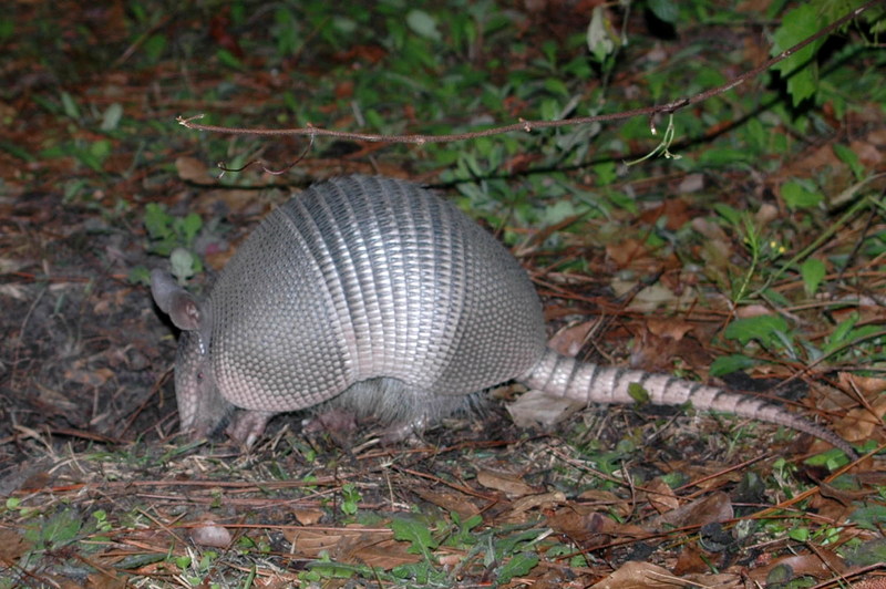 [Crop] Nine-banded Armadillo (Dasypus novemcinctus) {!--아홉띠아르마딜로-->; DISPLAY FULL IMAGE.