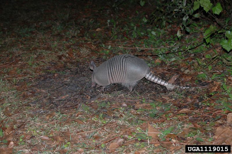 Nine-banded Armadillo (Dasypus novemcinctus) {!--아홉띠아르마딜로-->; DISPLAY FULL IMAGE.