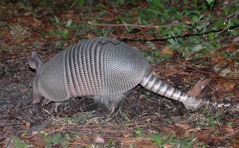[Crop] Nine-banded Armadillo (Dasypus novemcinctus) {!--아홉띠아르마딜로-->; DISPLAY FULL IMAGE.