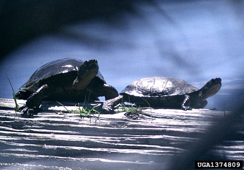 Western Pond Turtle (Clemmys marmorata) {!--북아메리카늪거북-->; DISPLAY FULL IMAGE.