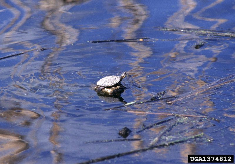 Western Pond Turtle (Clemmys marmorata) {!--북아메리카늪거북-->; DISPLAY FULL IMAGE.