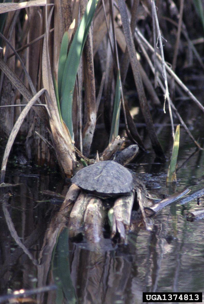 Western Pond Turtle (Clemmys marmorata) {!--북아메리카늪거북-->; DISPLAY FULL IMAGE.