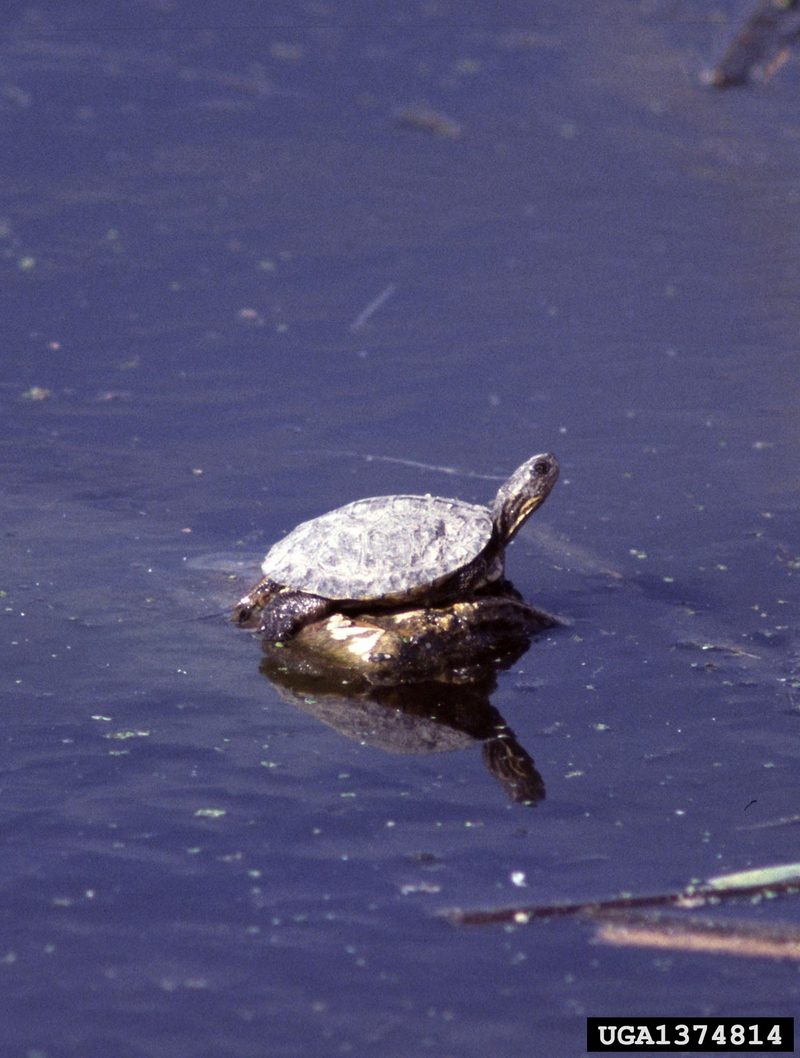 Western Pond Turtle (Clemmys marmorata) {!--북아메리카늪거북-->; DISPLAY FULL IMAGE.