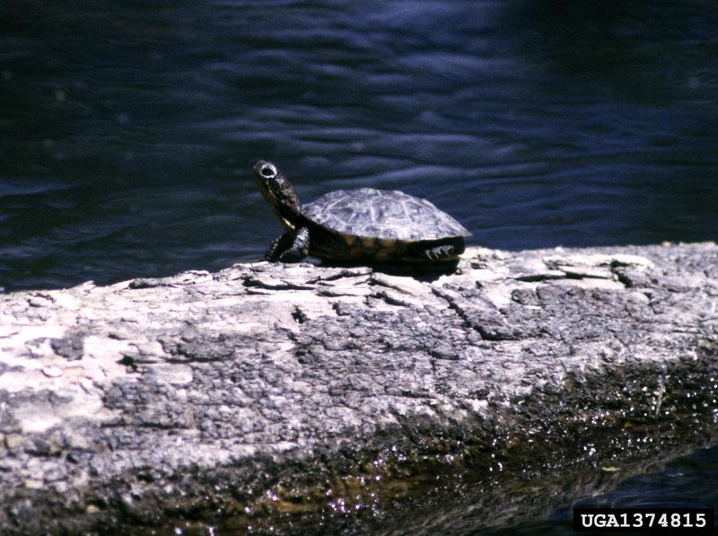 Western Pond Turtle (Clemmys marmorata) {!--북아메리카늪거북-->; DISPLAY FULL IMAGE.