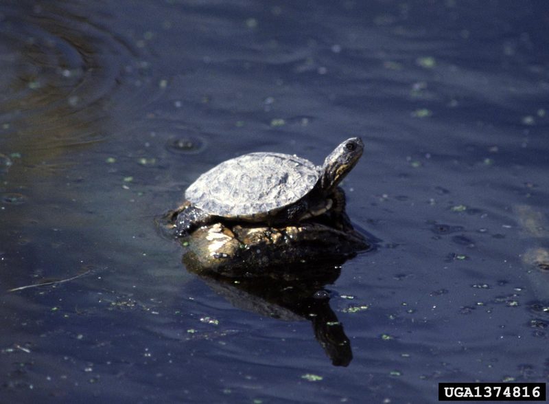 Western Pond Turtle (Clemmys marmorata) {!--북아메리카늪거북-->; DISPLAY FULL IMAGE.