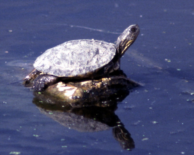 Western Pond Turtle (Clemmys marmorata) {!--북아메리카늪거북-->; DISPLAY FULL IMAGE.