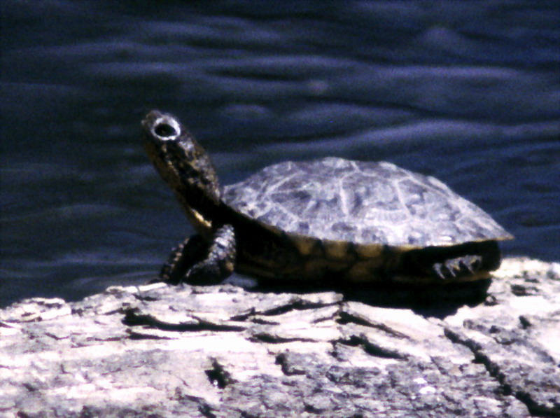 Western Pond Turtle (Clemmys marmorata) {!--북아메리카늪거북-->; DISPLAY FULL IMAGE.