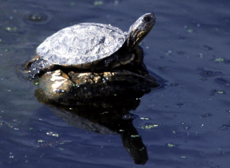 Western Pond Turtle (Clemmys marmorata) {!--북아메리카늪거북-->; DISPLAY FULL IMAGE.
