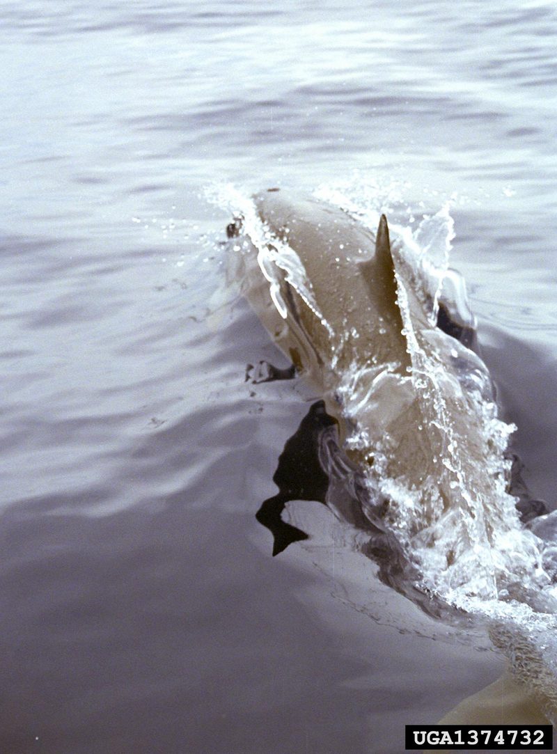 Spinner Dolphin (Stenella longirostris) {!--긴부리돌고래-->; DISPLAY FULL IMAGE.