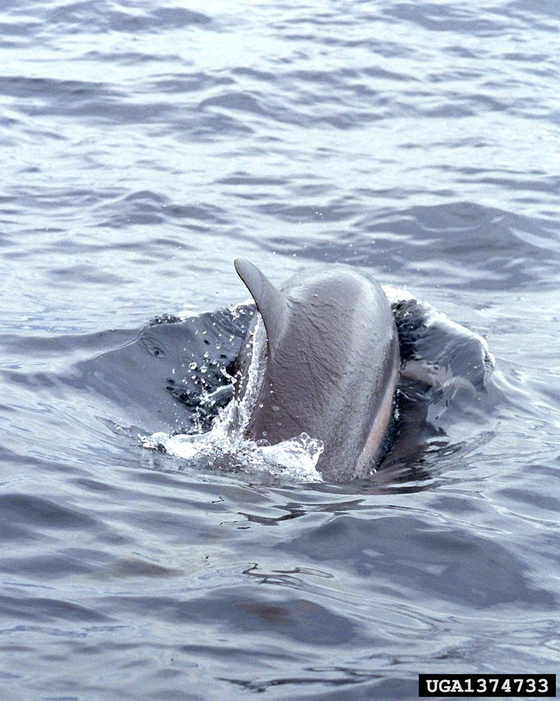 Spinner Dolphin (Stenella longirostris) {!--긴부리돌고래-->; DISPLAY FULL IMAGE.