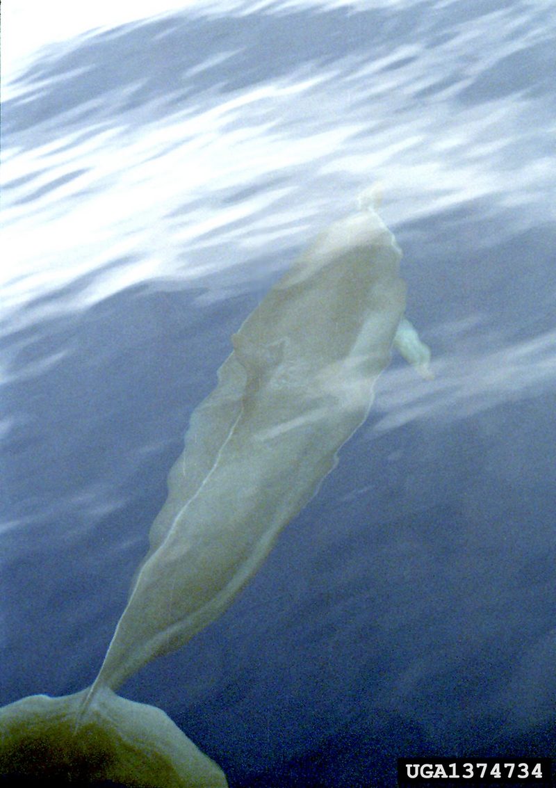 Spinner Dolphin (Stenella longirostris) {!--긴부리돌고래-->; DISPLAY FULL IMAGE.