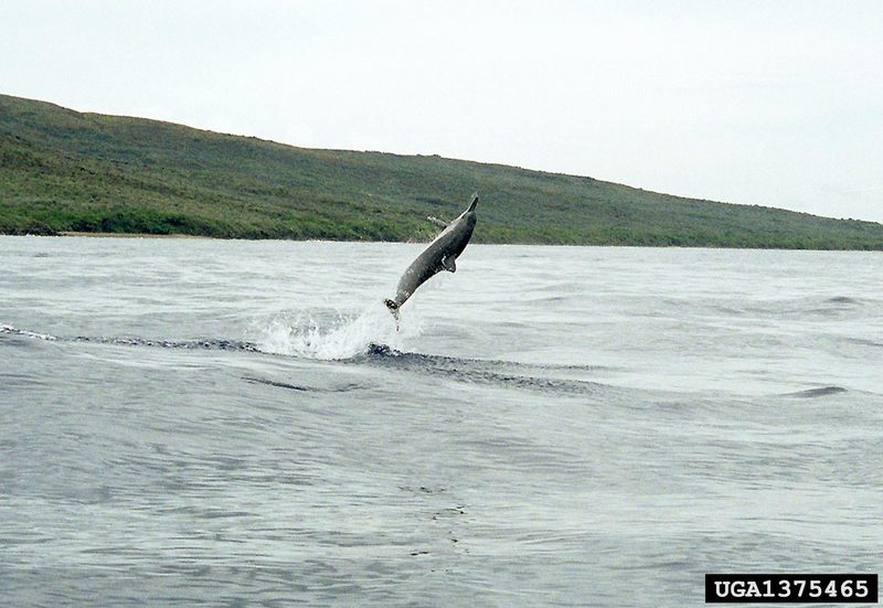 Spinner Dolphin (Stenella longirostris) {!--긴부리돌고래-->; DISPLAY FULL IMAGE.